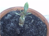 19ce38e3-Picture 026.jpg